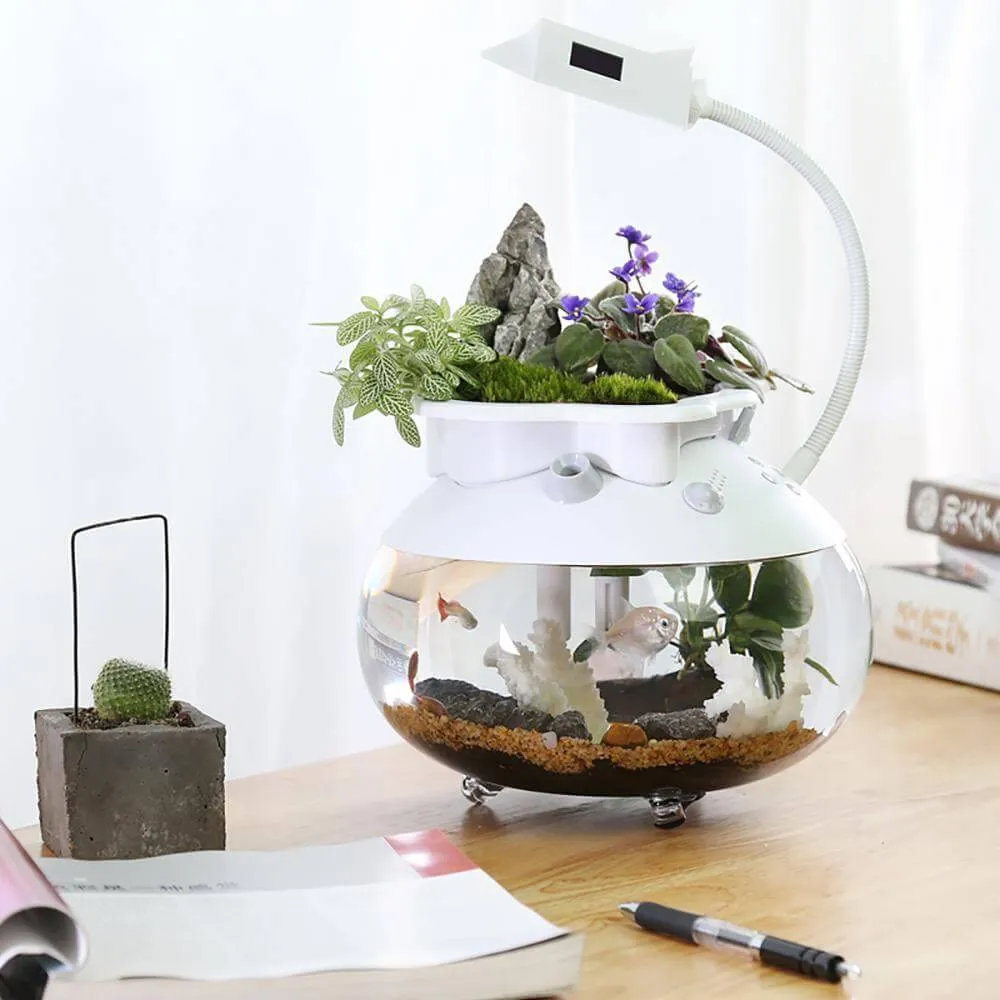 Creative Ecological Mini Fish Tanks